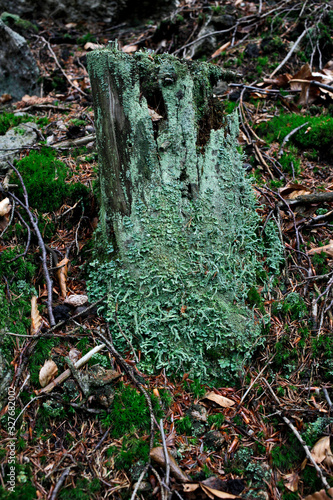 niebiesko zielony porost rosnący na starym pniu w lesie mech liście gałęzie
