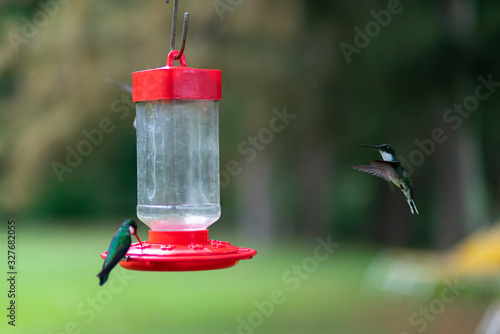 Two white throated hummingbirds on and around a red hanging feeding basin with sweet rose liquid © Maarten Zeehandelaar