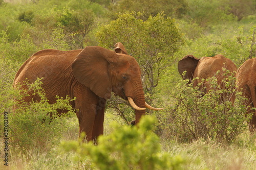 Wild elephants in African savanna, animal wildlife, safari in Africa.