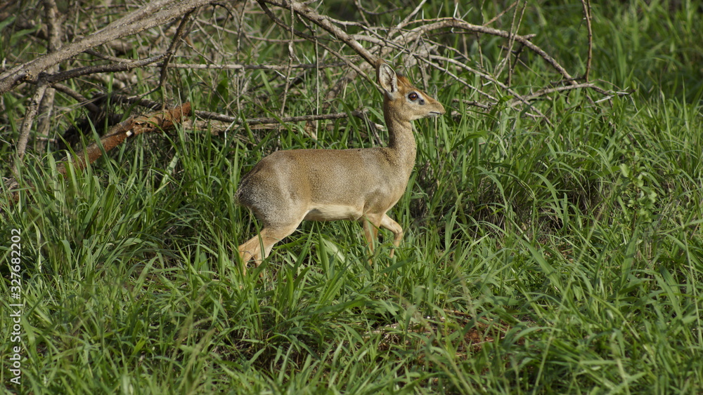 Fototapeta premium Fawn in the grass, Kenya, Africa.