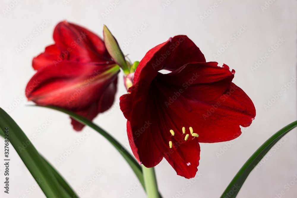 Red amaryllis flower blooming, room Lily blooms, plant at home. Nature, white background. Red amaryllis flower blooming, room Lily blooms, plant at home. Nature, white background.