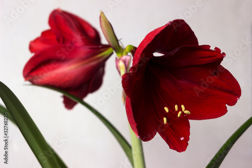 Red amaryllis flower blooming, room Lily blooms, plant at home. Nature, white background.