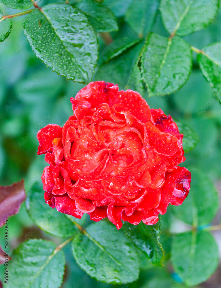 Red garden rose flower in water drops after rain Red garden rose flower in water drops after rain