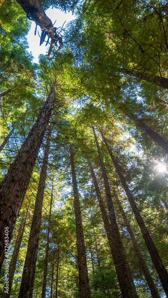 Fototapeta premium Tall trees in Redwood forest