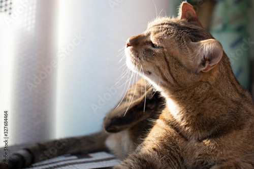 The gray cat was photographed while itchy. Sunlight shines on the cat's face.