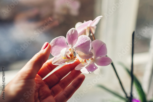 Purple orchid phalaenopsis. Woman taking care of home plants . Close-up of female hands holding violet flowers