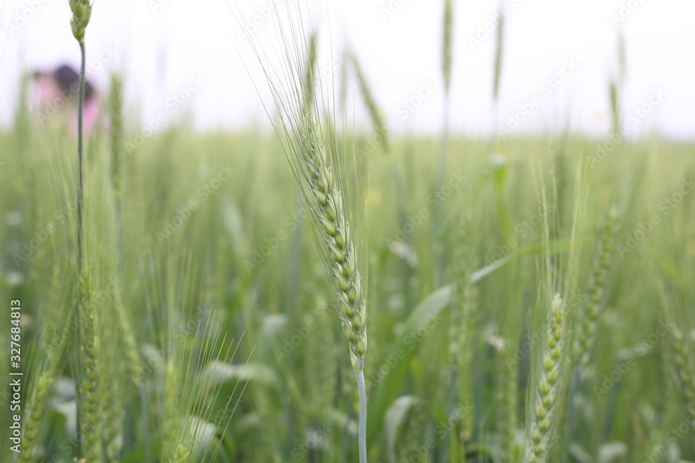 Green Wheat In Cultivated Agricultural Field