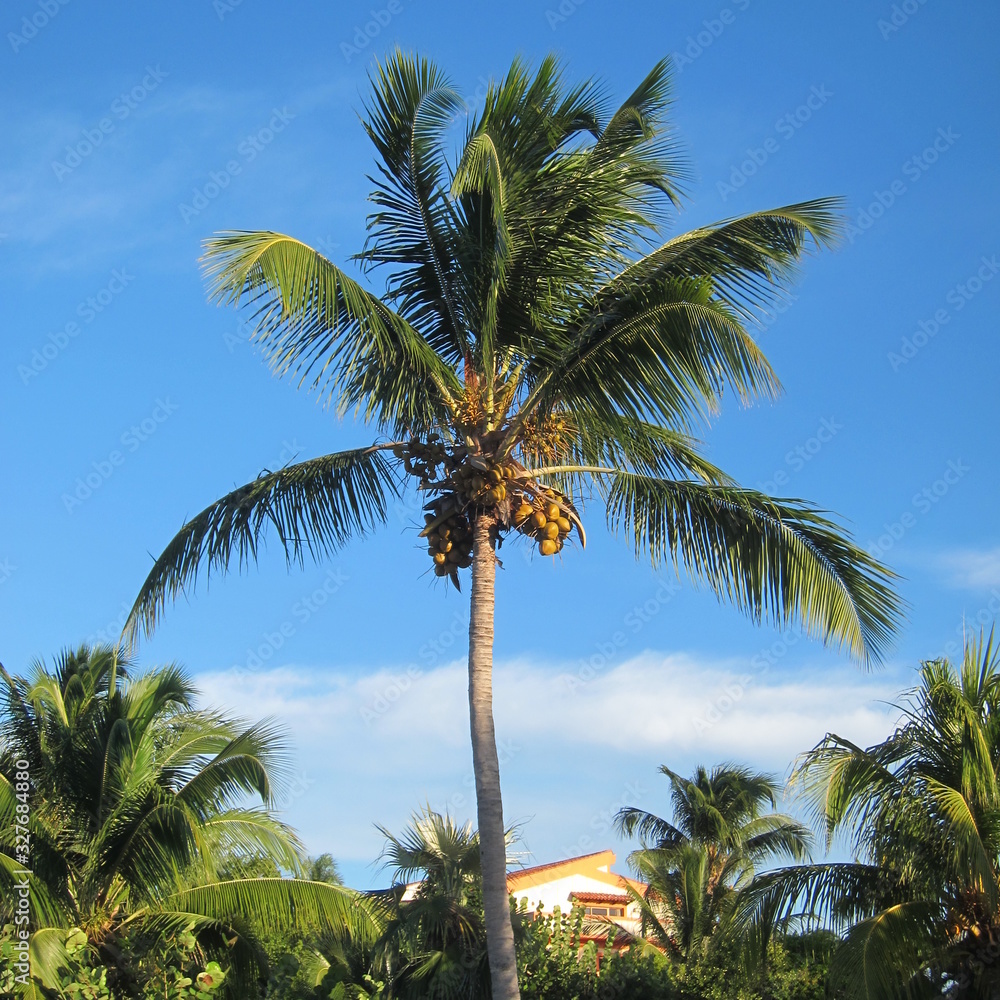 Fototapeta premium Palm