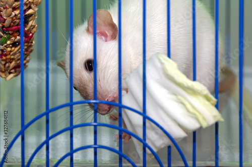 a cute California Siamese rat in a cage stuck his nose through the bars and eats a leaf of Chinese cabbage. focus on the eyes. the concept of pets and their proper nutrition