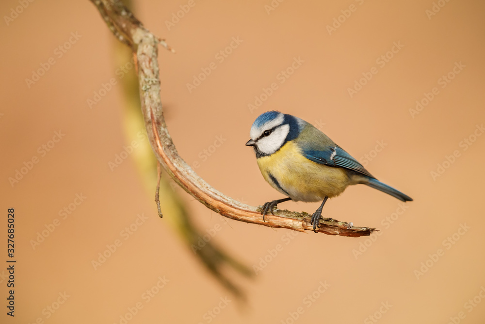 Fototapeta premium Blue tit on a winters day