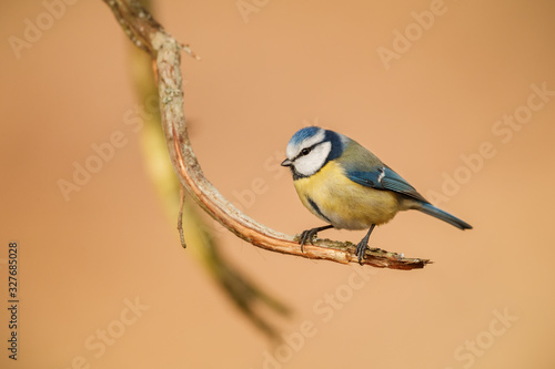 Blue tit on a winters day photo