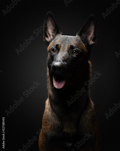 dog on a black background in the studio. Beautiful light. belgian shepherd portrait. photo