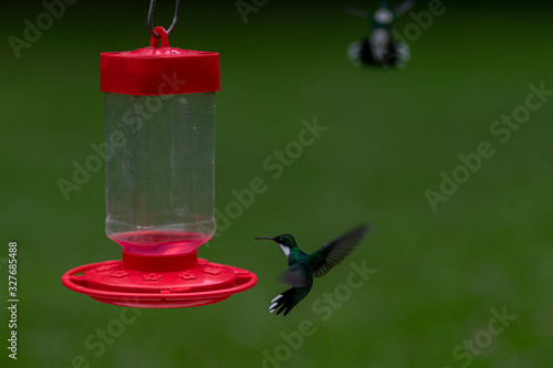 White throated hummingbird approaches a hanging feeding basin with sweet rose liquid while another hovers in the background against a clean out of focus blurred natural backdrop
