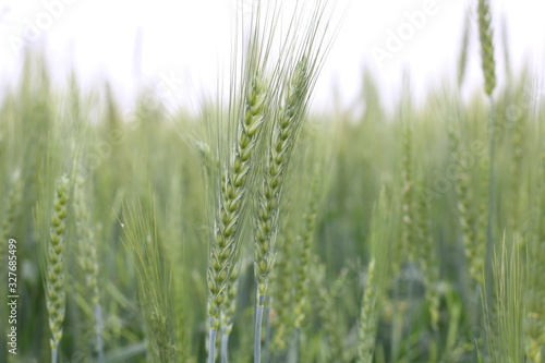Field of young green wheat grass