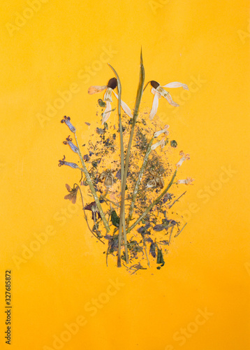 Pressed flowers