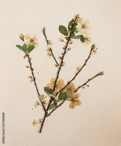 Pressed flowers