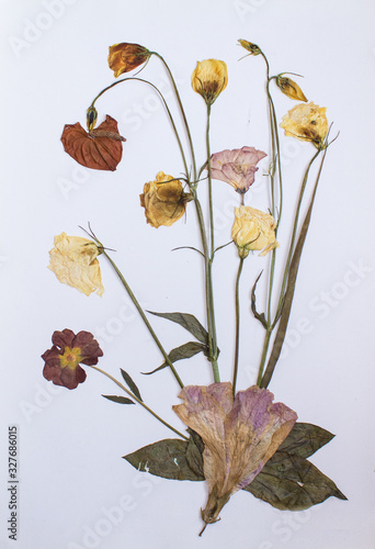 Pressed flowers