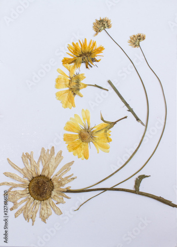 Pressed flowers