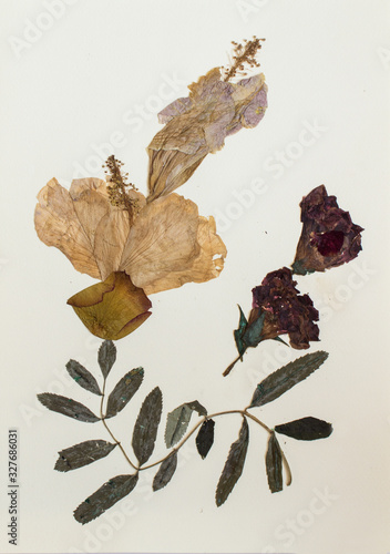 Pressed flowers