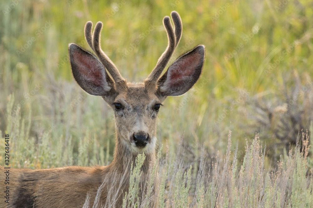 Mule Deer Buck Portrait Mule Deer Buck Portrait
