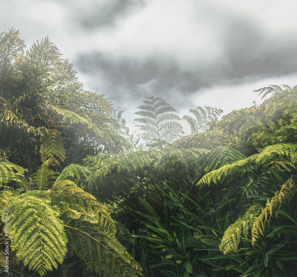 Fototapeta Tropikalny las z bogatą roślinnością w chmurny mglisty dzień