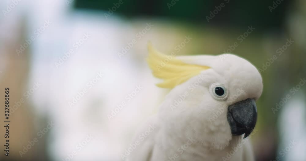 Close up of Sulphur-crested cockatoo, shallow depth of field. BMPCC 4K Close up of Sulphur-crested cockatoo, shallow depth of field. BMPCC 4K