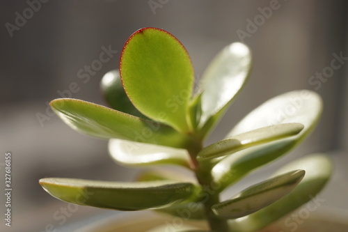 Young sprout money tree. Crassula flower closeup