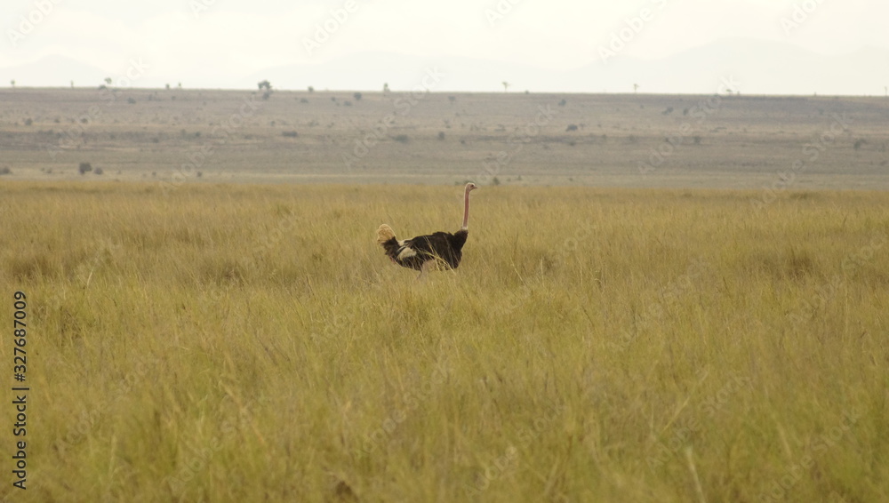 Ostrich in african savanna in Kenya in Africa.