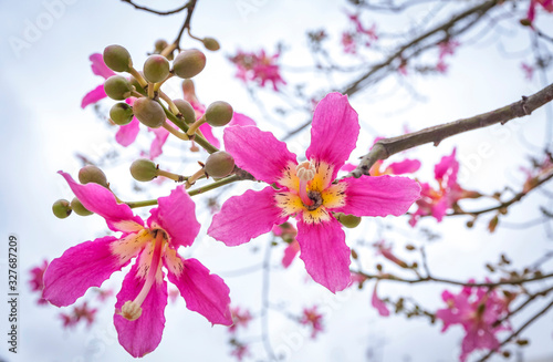 Close-up pink flowers of Silk floss tree  Ceiba speciosa 