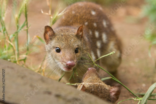 Very Cute Looking Spotted Quoll