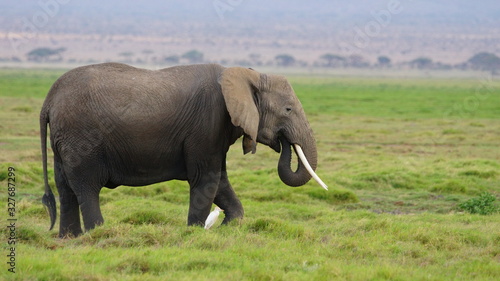 An elephant walks with a white bird on the African savannah in a reserve in Kenya.