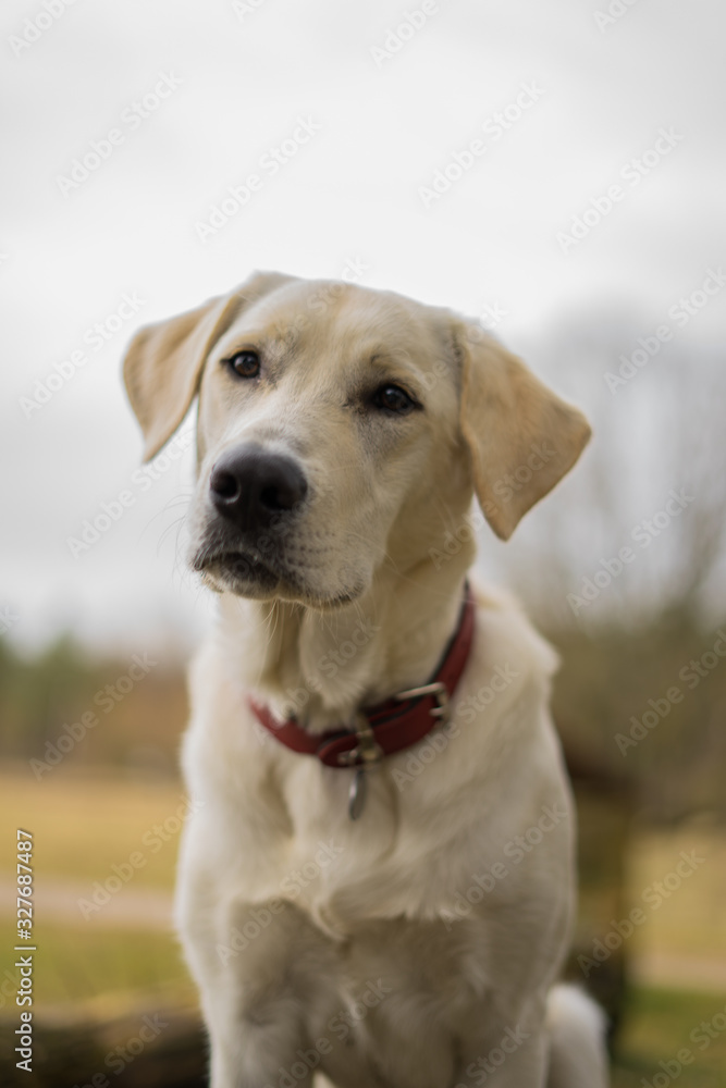 portrait of golden retriever