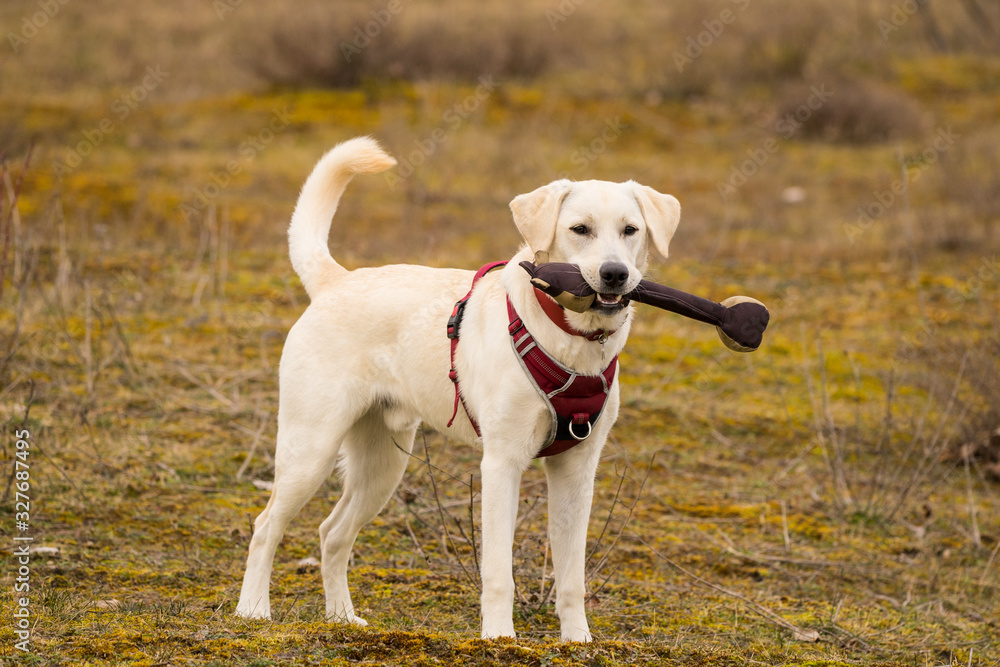 golden retriever in field