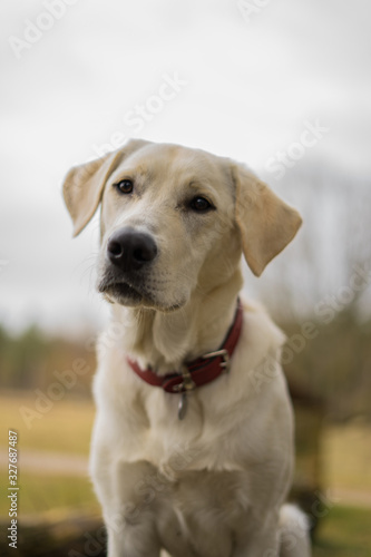 portrait of golden retriever