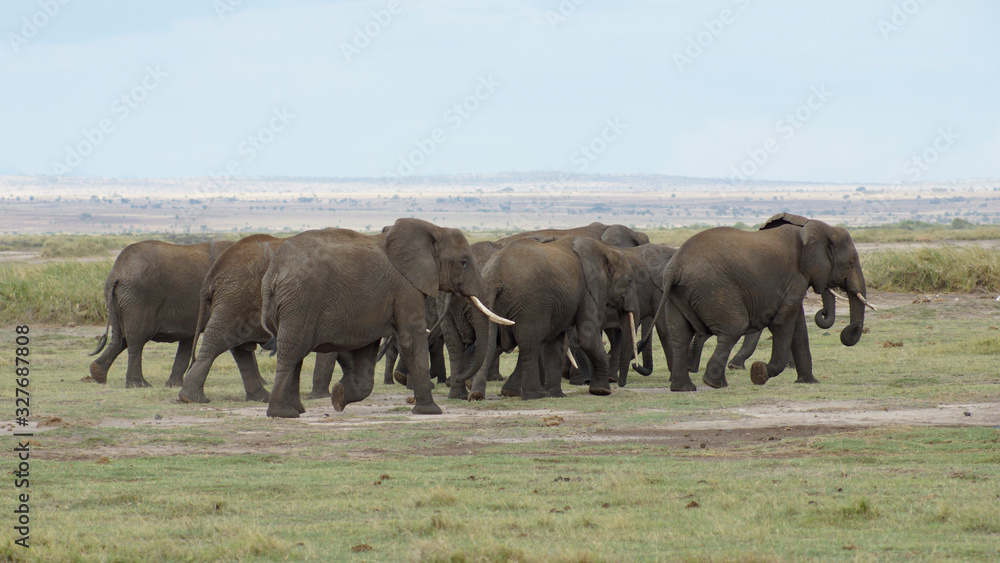 Herd of elephants in national park in Kenya in Africa.      