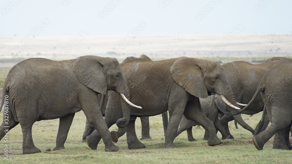 Fototapeta premium Herd of elephants in national park in Kenya in Africa. 