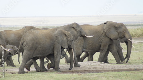 Herd of elephants in national park in Kenya in Africa.      