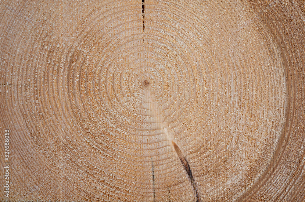 Fototapeta premium Fichtenstirnholz