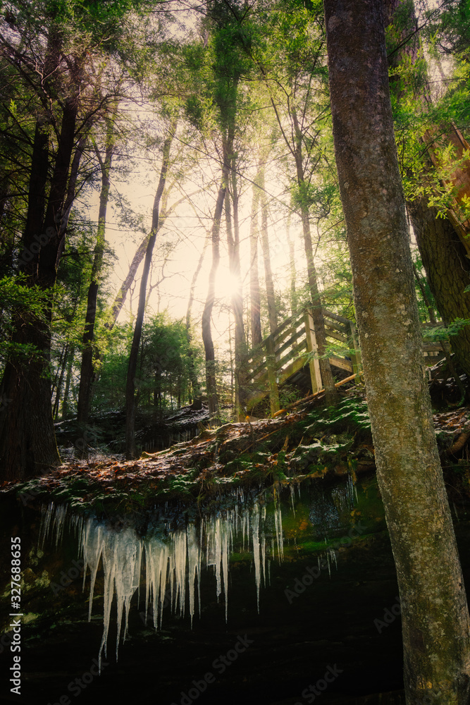 Obraz premium trees in the forest