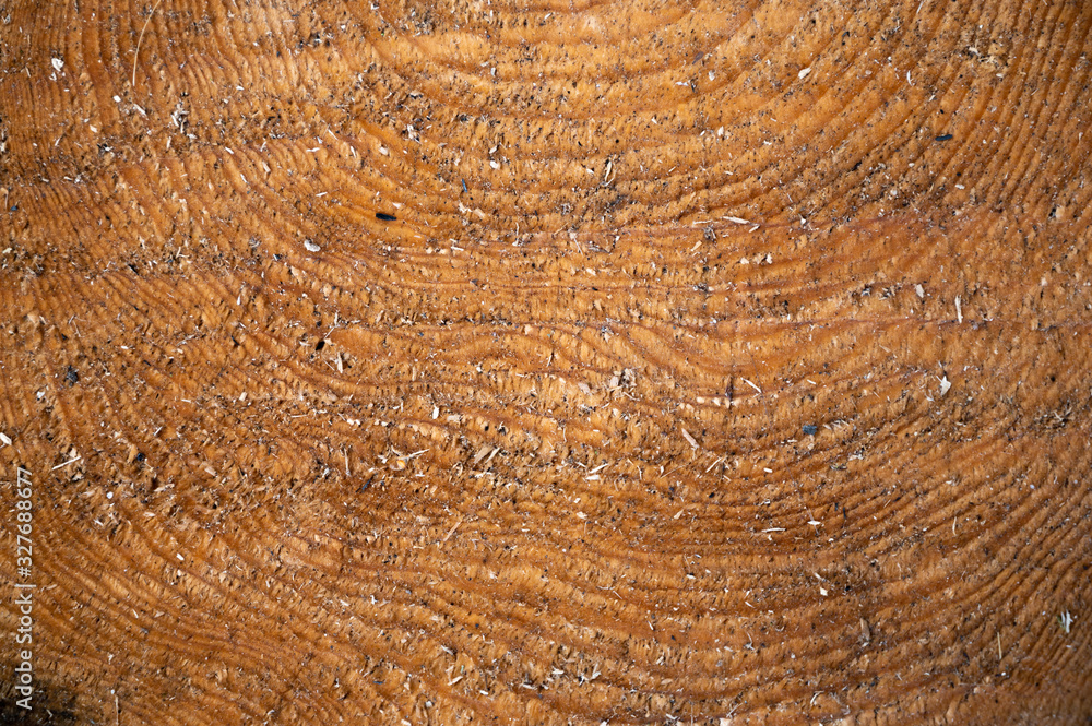 Altes Holz Altes Holz