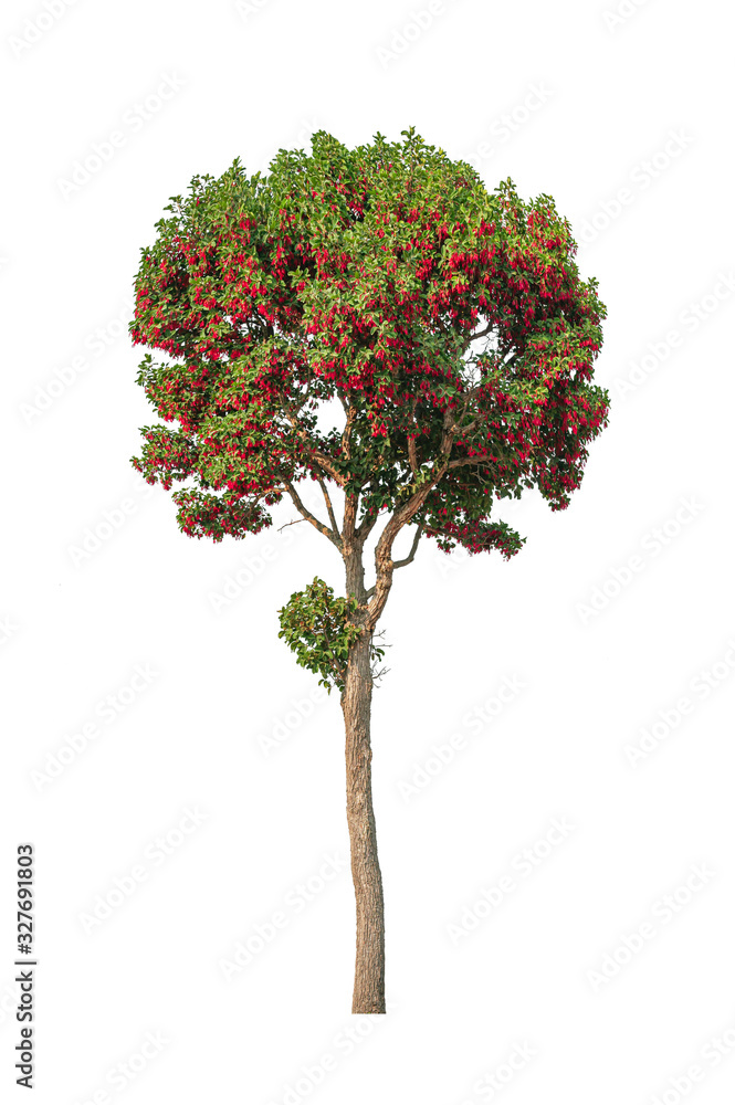 Tree isolated on white background.Tropicao exotic tree