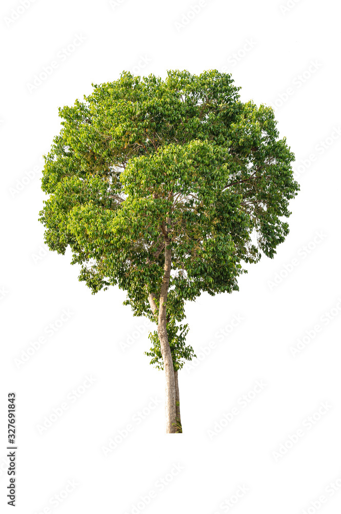 Obraz premium Tree isolated on white background . Tropical exotic foliage