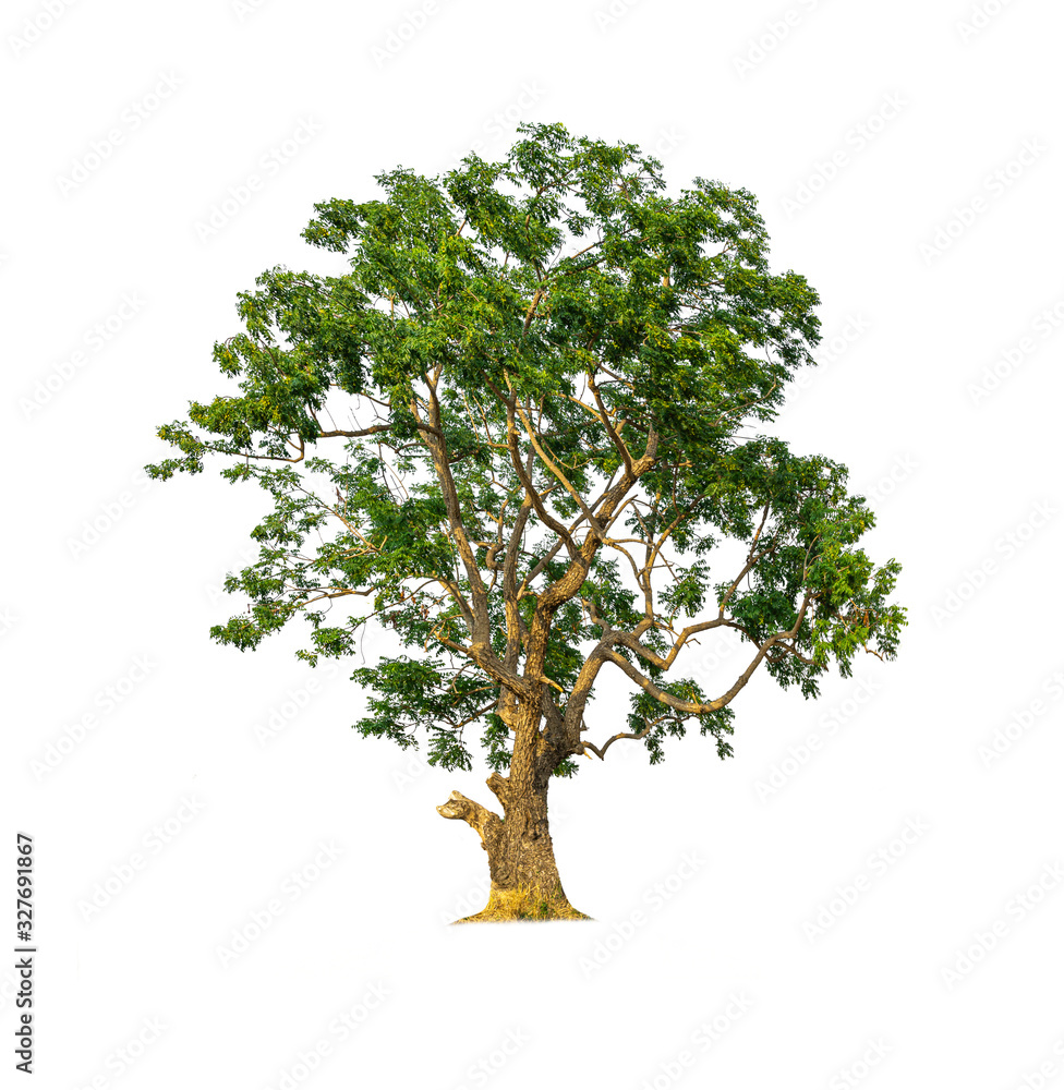 Obraz premium Tree isolated on white background