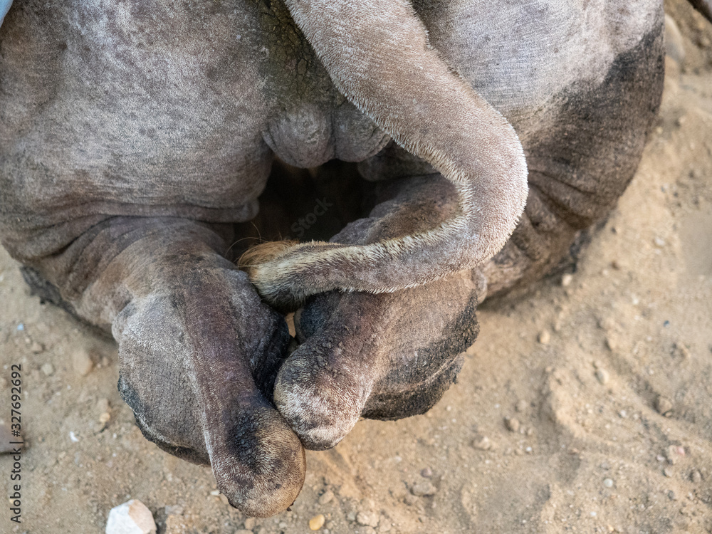 Obraz premium Camel back legs and tail 