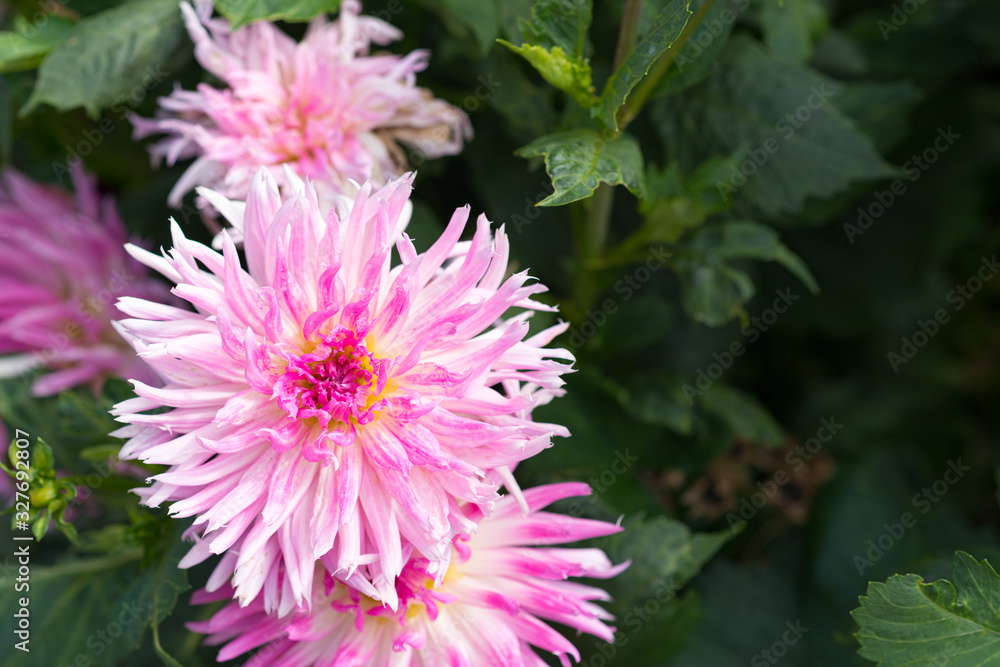 Pink Dahlia Pink Dahlia