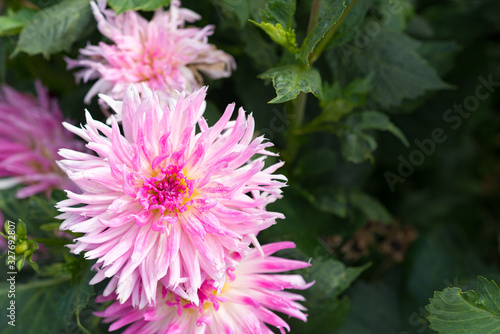 Pink Dahlia