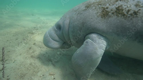 A curious and friendly Manatee (trichechus manatus) approaches the camera and initiates contact with the diver behind it. Citrus County is the only county in Florida where such interaction is legal. photo