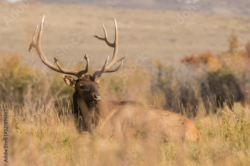 Bedded Bull Elk I