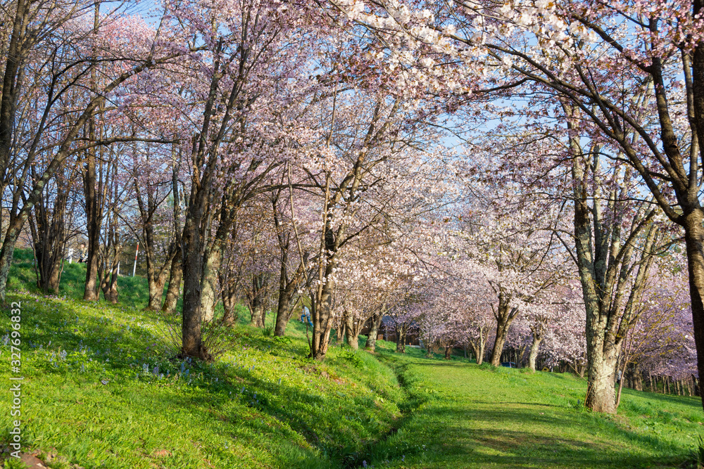 サクラが満開の春の公園