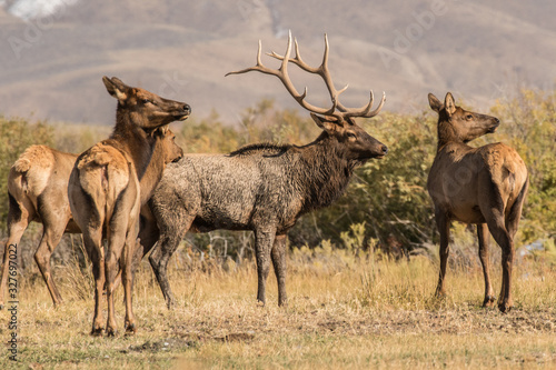 A Bull Elk With His Cows